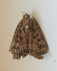 Hypoperigea tonsa