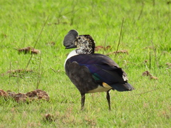 Comb Duck photo 2