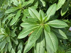 Impatiens sodenii