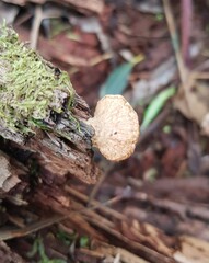 Panellus luxfilamentus
