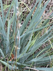Yucca louisianensis