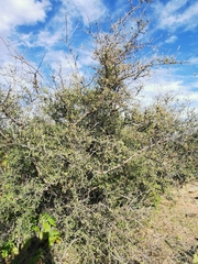 Forestiera