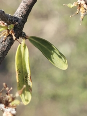 Forestiera