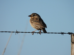 Leistes superciliaris