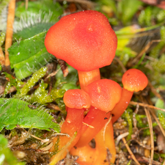 Hygrocybe miniata