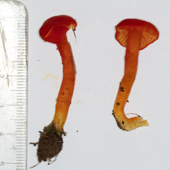 Hygrocybe miniata