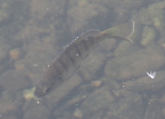 Lepomis macrochirus purpurascens