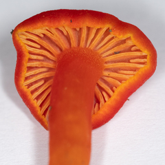 Hygrocybe miniata