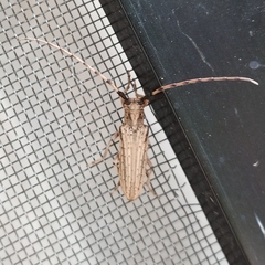 Pseudophaula strigulata