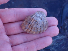 Cardites crassicostatus