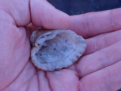 Cardites crassicostatus