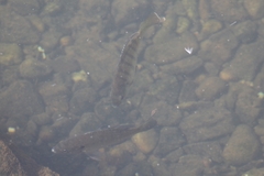 Lepomis macrochirus purpurascens
