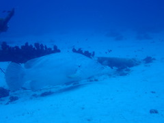 Epinephelus lanceolatus