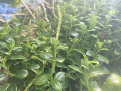 Peperomia urvilleana