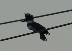 Megaceryle alcyon