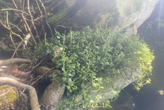 Peperomia urvilleana