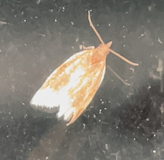 Clepsis clemensiana