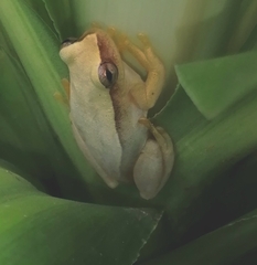 Dendropsophus microcephalus