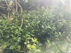 Peperomia urvilleana