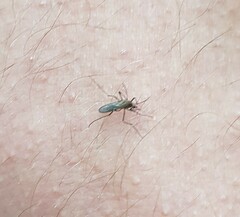 Aedes notoscriptus