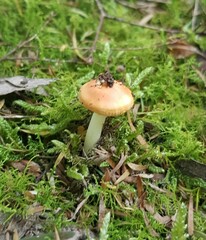 Amanita xanthocephala