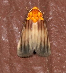 Eulithosia plesioglauca