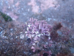 Corallinaceae