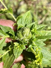 Procecidochares atra