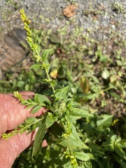 Procecidochares atra