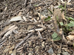 Microlophus occipitalis