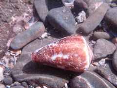 Conus purpurascens