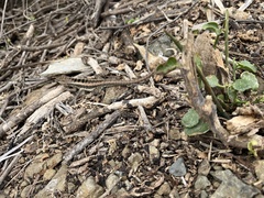 Microlophus occipitalis