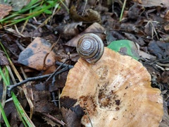 Karaftohelix maackii