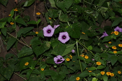 Ipomoea trifida