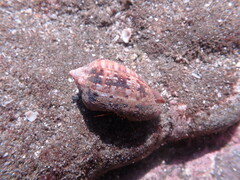 Cypraecassis coarctata