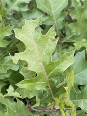 Quercus buckleyi