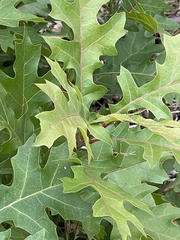 Quercus buckleyi