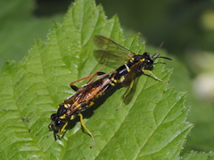 Macrophya postica