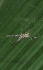 Cyrtophora cylindroides