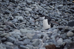 Pygoscelis antarcticus