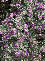 Dalea frutescens