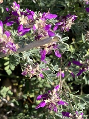 Dalea frutescens