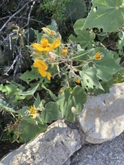 Allowissadula holosericea