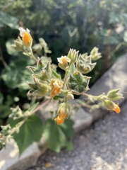 Allowissadula holosericea