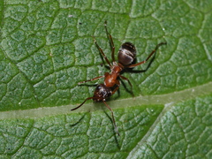 Formica cinerea