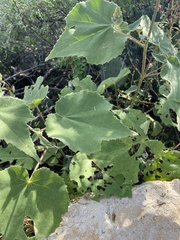 Allowissadula holosericea