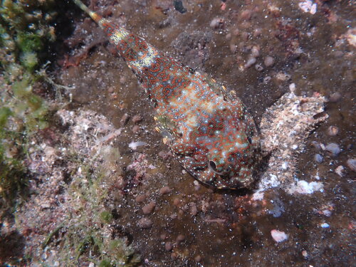 Rock clingfish (Arcos rhodospilus) — Gobiesocidae