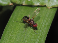 Nemopoda
