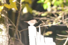 Troglodytes hiemalis