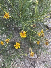 Sidneya tenuifolia